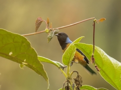 Conirostrum sitticolor