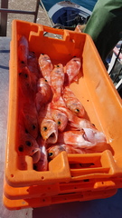 Helicolenus dactylopterus