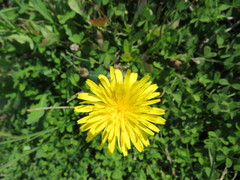 Hypochaeris radicata