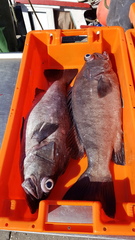 Wreckfish