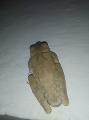 Boana platanera