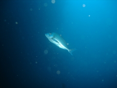 Nemadactylus douglasii