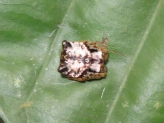 Aspidolasius branicki