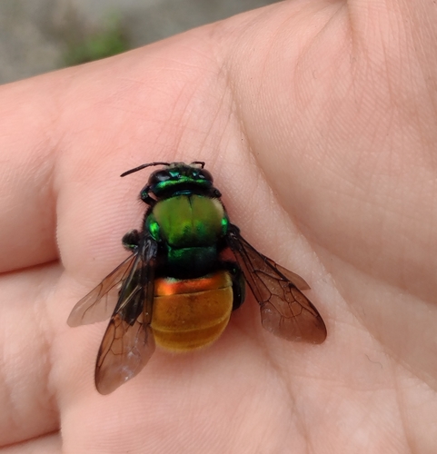 Eufriesea chrysopyga