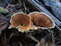 Steccherinum bourdotii