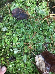 Chrysosplenium americanum