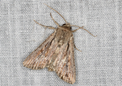 Persectania dyscrita