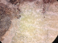 Cliostomum leprosum