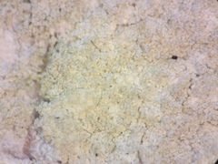 Cliostomum leprosum