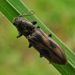 Liotrichus umbripennis