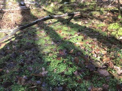 Chrysosplenium americanum