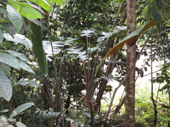 Heliconia vellerigera