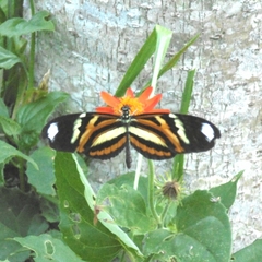 Heliconius ethilla polychrous