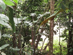 Heliconia vellerigera