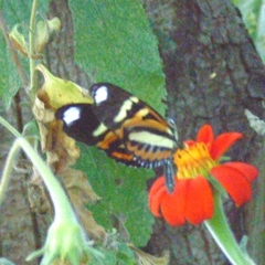 Heliconius ethilla polychrous