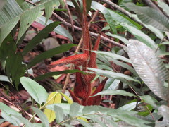 Heliconia vellerigera