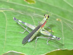 Sciaphilomastax