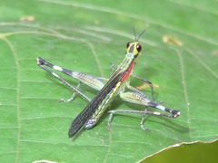 Sciaphilomastax