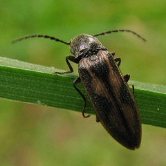 Liotrichus umbripennis