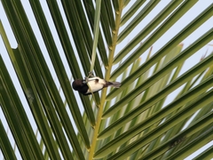 Lonchura striata