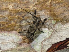 Steirastoma aethiops