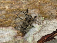 Steirastoma aethiops