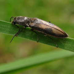 Liotrichus umbripennis