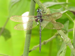 Gynacantha membranalis