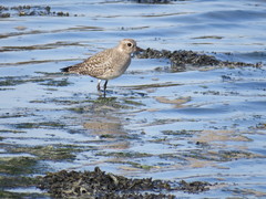 Pluvialis squatarola