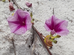Ipomoea pes-caprae