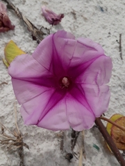 Ipomoea pes-caprae