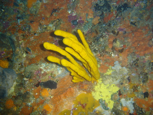 Iophon minor