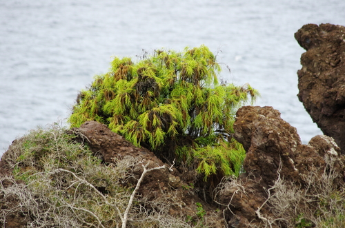 Plocama pendula Aiton