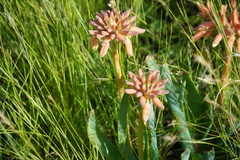 Aloe verecunda