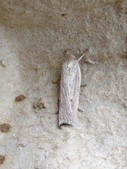 Gonioterma mistrella