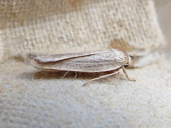 Gonioterma mistrella