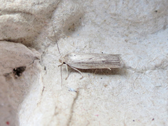 Gonioterma mistrella