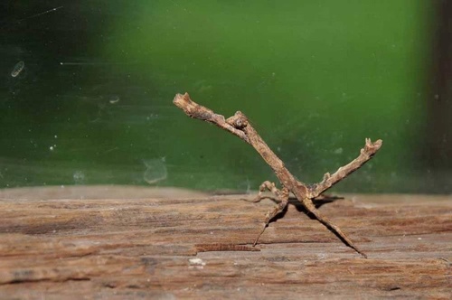 African Stick Mantis