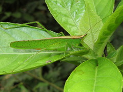 Melanophoxus brunneri