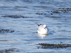 Chroicocephalus ridibundus