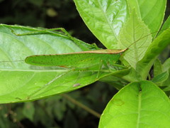 Melanophoxus brunneri