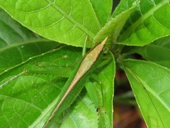 Melanophoxus brunneri