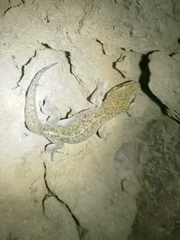 Dixonius