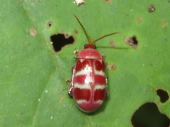 Asphaera meticulosa