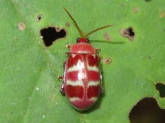 Asphaera meticulosa