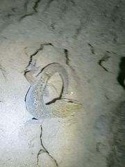 Dixonius