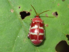 Asphaera meticulosa