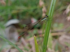Agriocnemis pygmaea