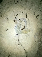 Dixonius