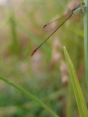 Agriocnemis pygmaea